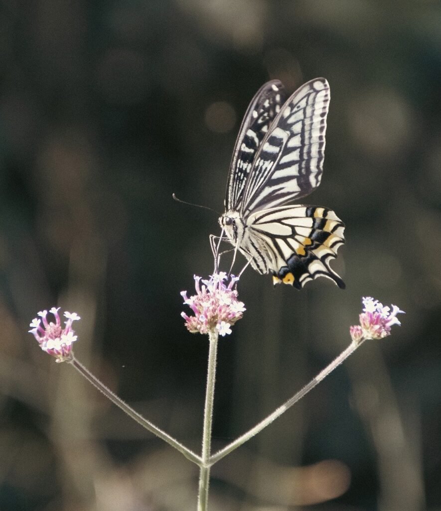 butterfly, flower, pollinate-7694101.jpg